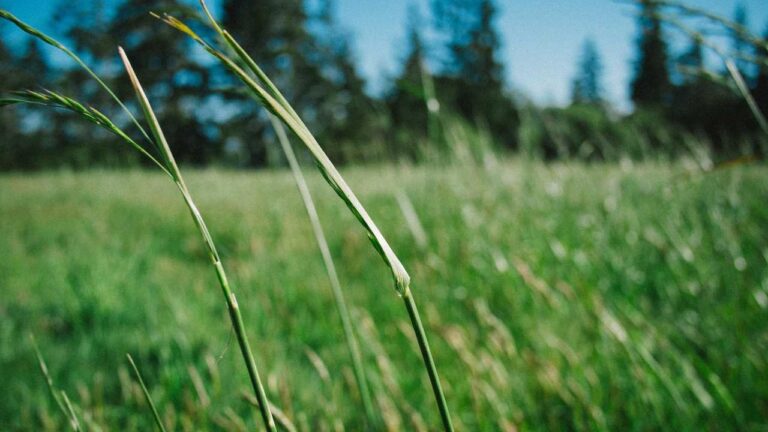 What Is The Official Cricbet99 Contact Number?